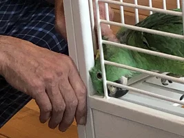 Rehomed Yellow-naped Amazon is inscrutable