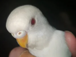 Confused with sex of budgies with different mutaions!
