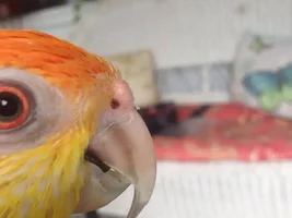 Nose Bump