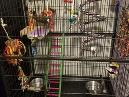 Cage critique