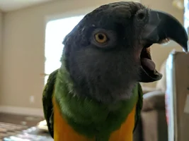 Regurgitating on his leg