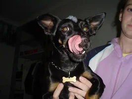 Anyone Have Labs???