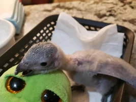 Soon to be Grey mom - again