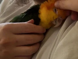 New baby caique
