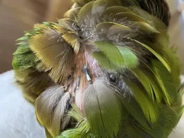 Green Cheek Conure showing bald spots