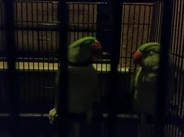 Bonding a Pair