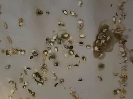 Budgie droppings increasingly off... can't see vet!