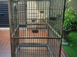 Green winged macaw afraid of his new cage .Help me please