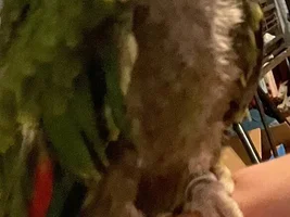 Grey chest under feathers