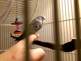 New Budgie taming