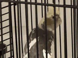 Pls Help. Have these babies been neglected?
