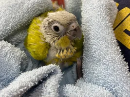 Birdie Baby Pictures