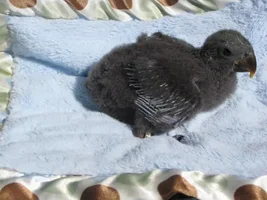 Watch my baby grow!