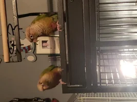 Resuced birds need home