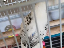 Parakeet wing doesn't seem right