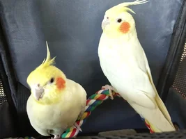 cockatiel doesn't sing alot
