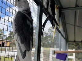 Hannah's little Parrots thread 🦜