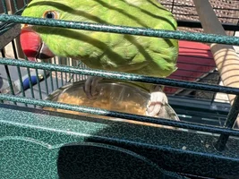 Hello From Tiki The Indian Ringneck!
