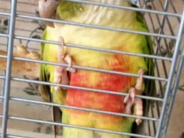 What mutation is this Green Cheek Conure