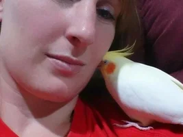 My Cockatiel, Lacee