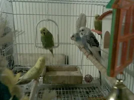 all my babies