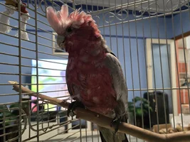 Any ideas on my galah?
