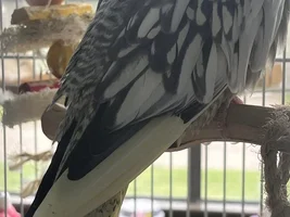 first time laying eggs? help?