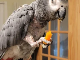Meet Avery!
