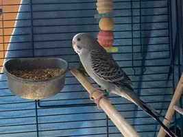 What made you choose the "less flashy" bird?