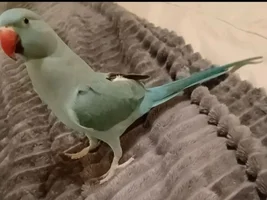 New cage shopping