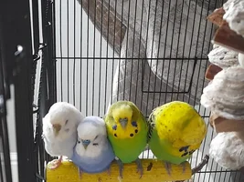 Show me your sleepy bird photos