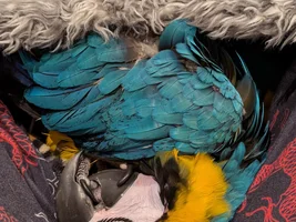 New macaw owner — he's a biter, help!