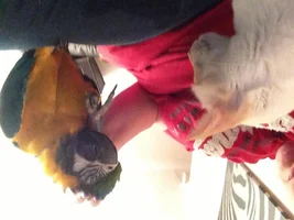 Ronnie - B&G Macaw