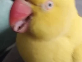 Keeping birds and cats separate