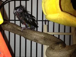 Birdie bath!