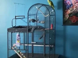 Need help with picking a cage for an Amazon