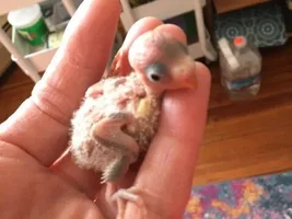 So I got her a nestbox....