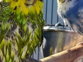Wet bird or sleepy bird?