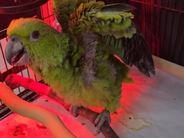 8 Weeks old baby Amazon?