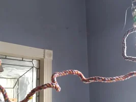 Green cheek conures not getting along