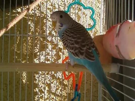 Budgie needs a friend?