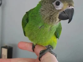 I need advise/help 8 wk baby dusky sneezing