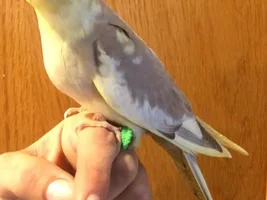 Baby cockatiels