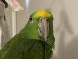 Welcome Home, Mr. BawkBaGawk!