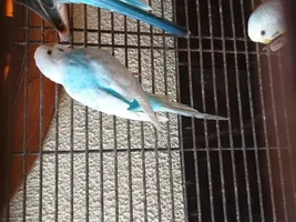 Greywing, clearwing, dilute or full body color greywing budgie