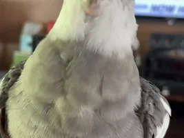 Thoughts on taking my cockatiel to some pet stores to get some toys and treats?
