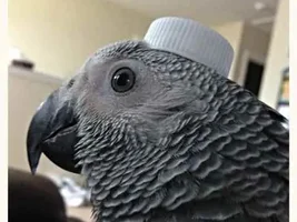 Sherlock being Sherlock.