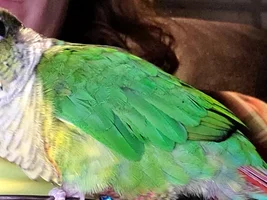 A proud conure momma