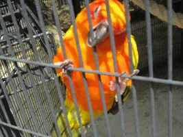 Visiting the Parrots