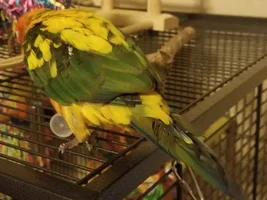 What should i do about a Broken tail feather?